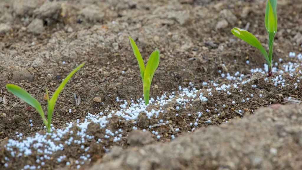 fertilizacion-maiz-urea