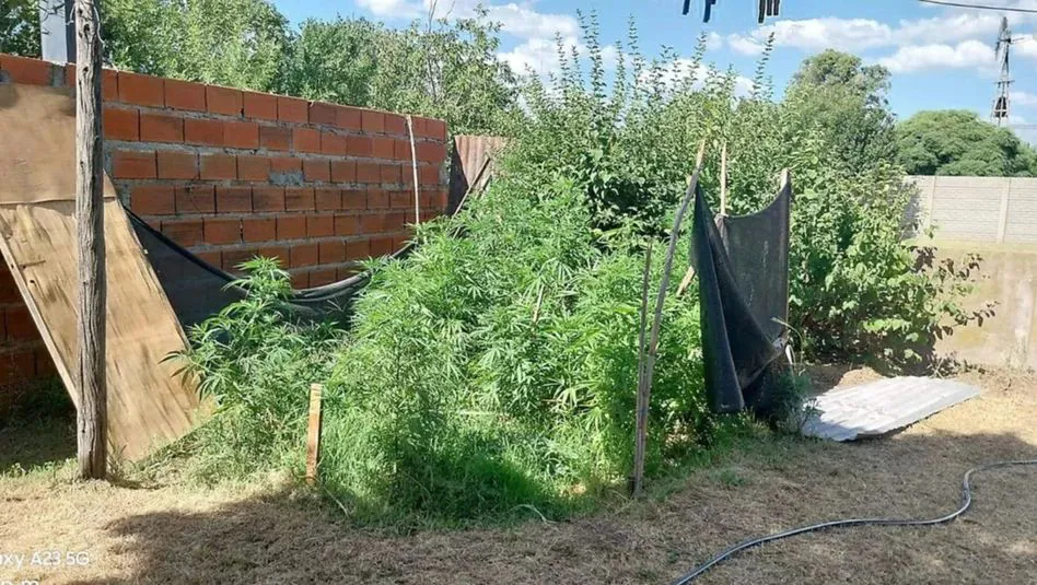 marihuana de la abuela