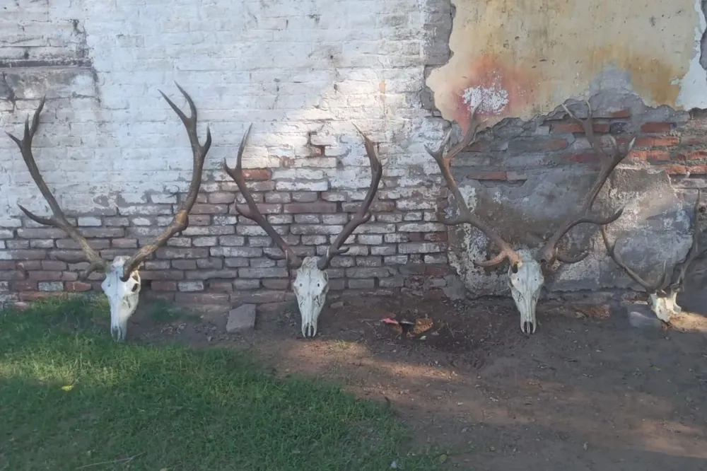 telen allanamiento caza furtiva 1