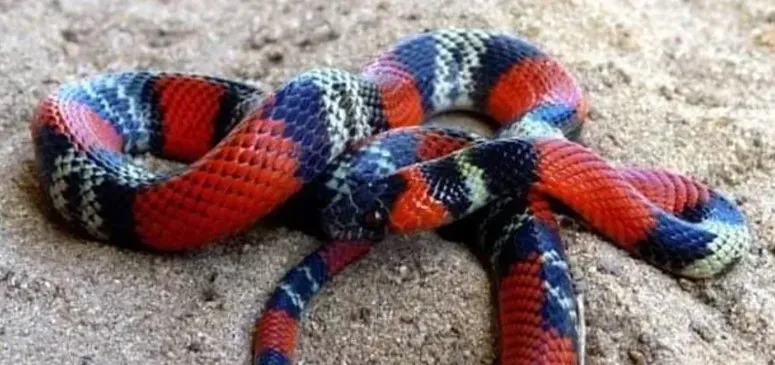 serpiente coral