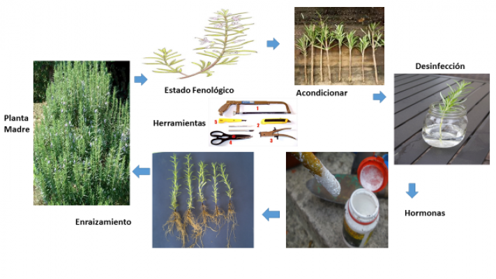 especies aromaticas