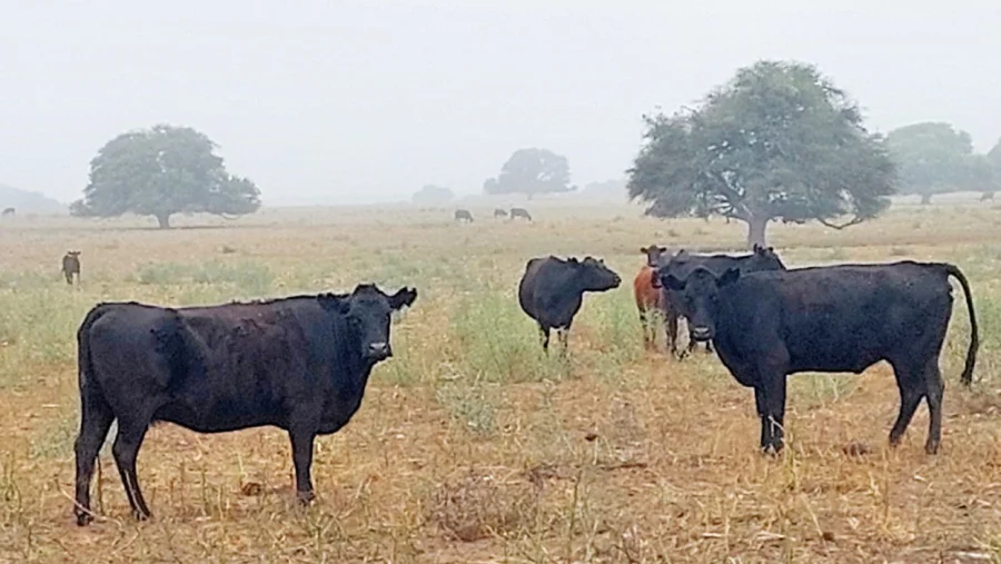 GANADO.