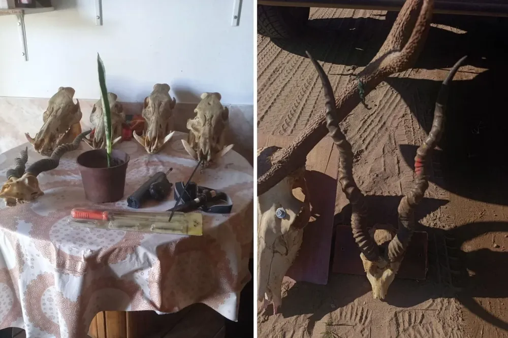 telen allanamiento caza furtiva 2