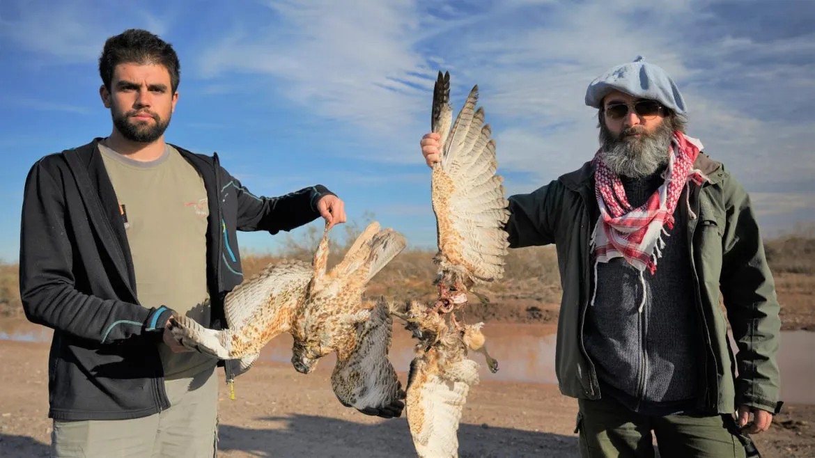 aguilacoronadaelectrocutadasarasolacecara2023-1-1170x658