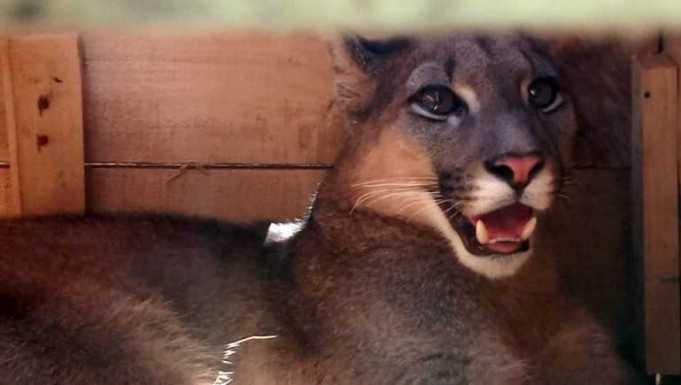puma