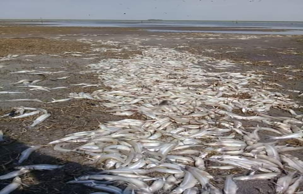 PECES