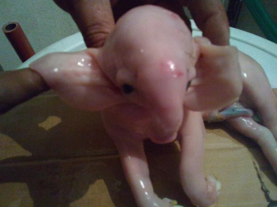 chanchii