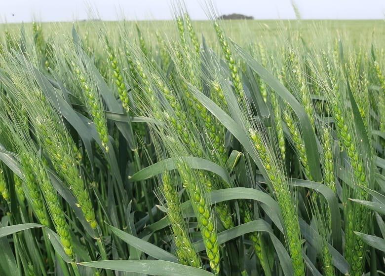 174791_img-20201104-wa0039