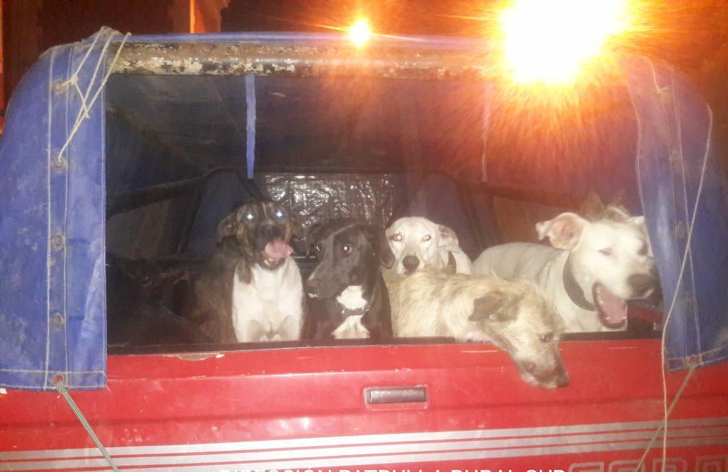camioneta caza 2