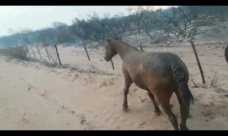 Incendio Mendoza 2018 3