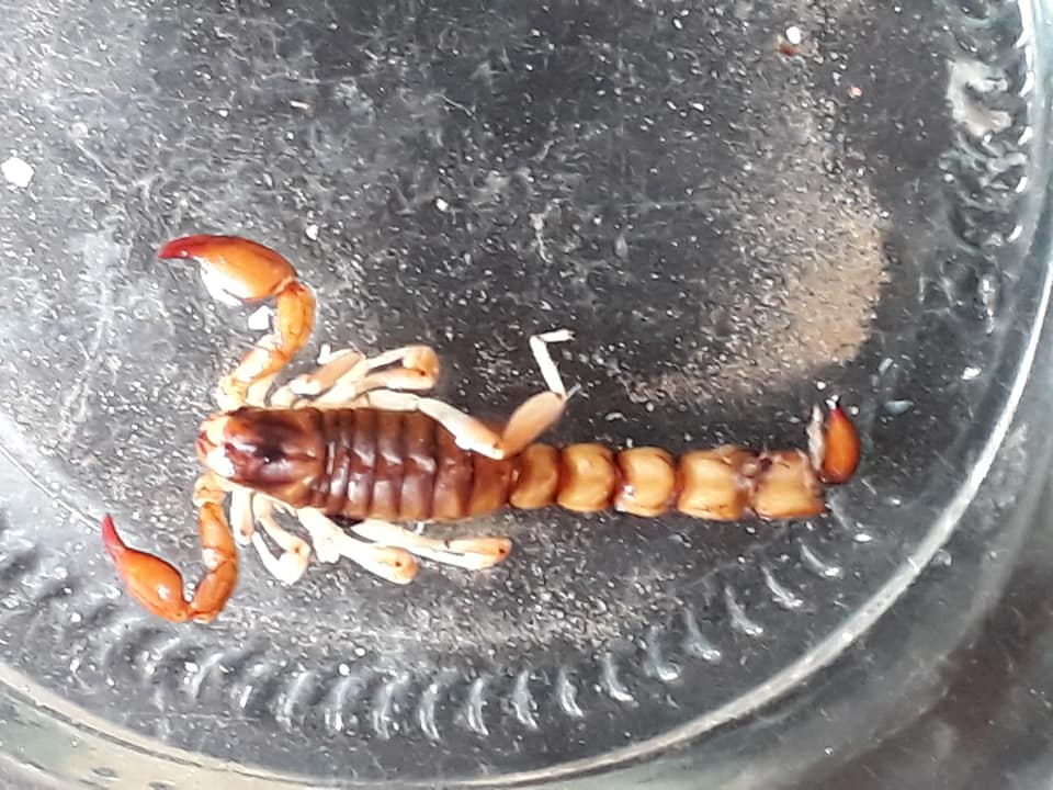 ALACRAN