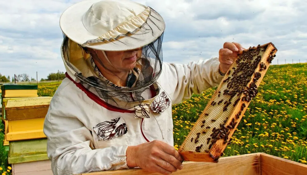 apicultura