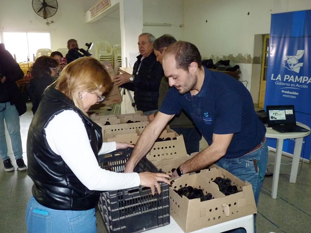 ponedoras falucho 5 FILE