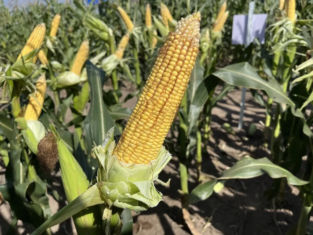 agronehuen 7 (FILEminimizer)