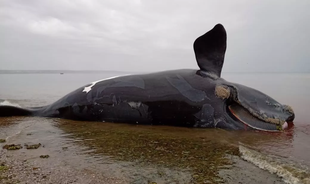 ballena muerta 1