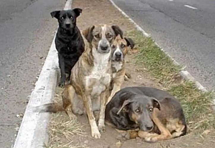 89849180_3068827143128937_7225901898467901440_n