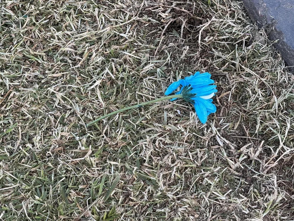 ramo malvinas 3 FILE