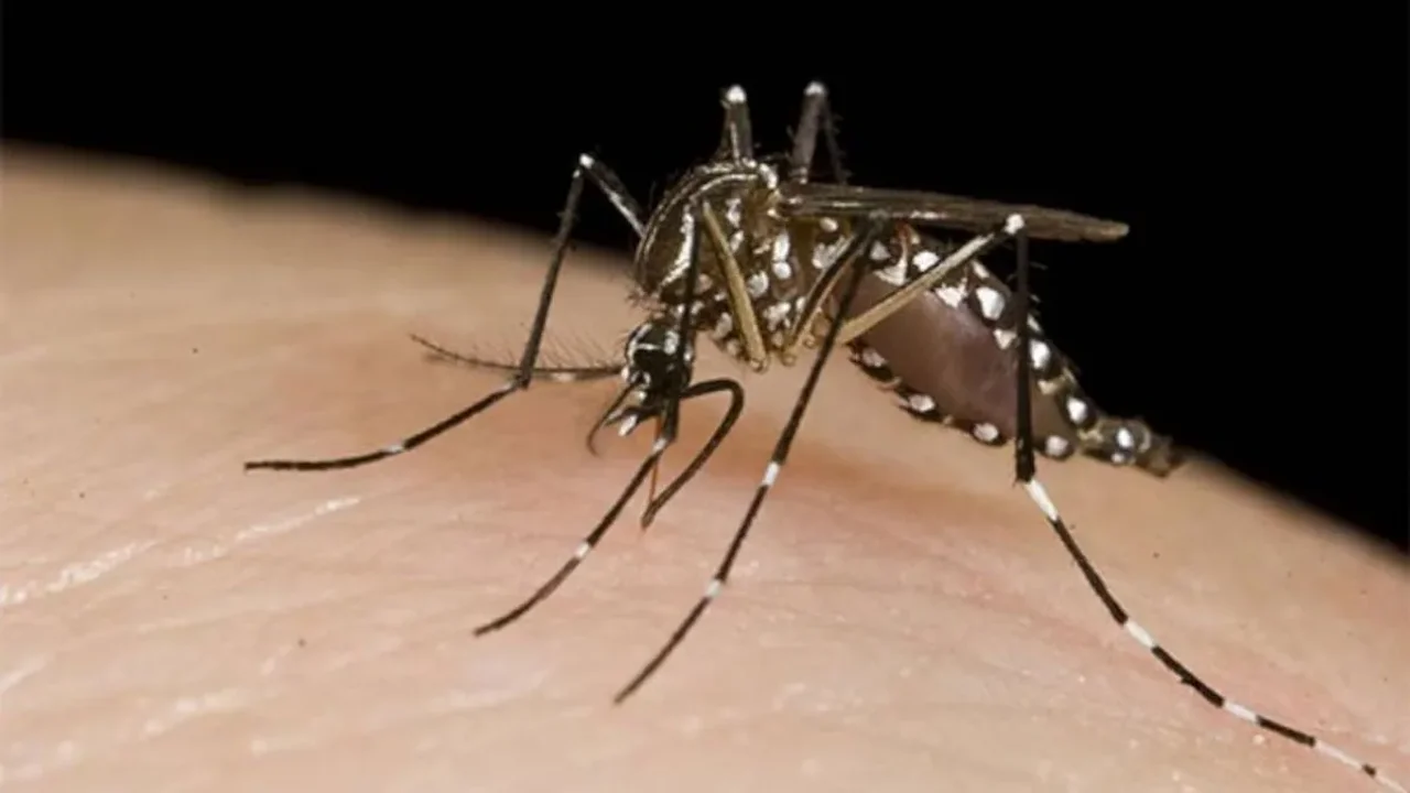 dengue