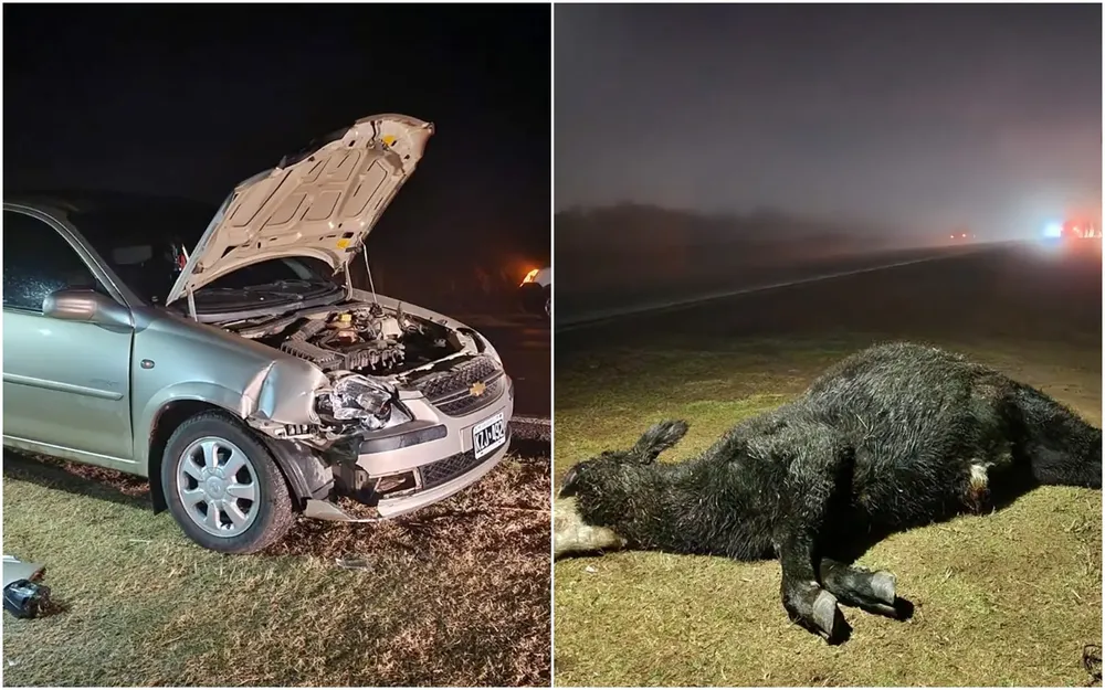 accidente animal