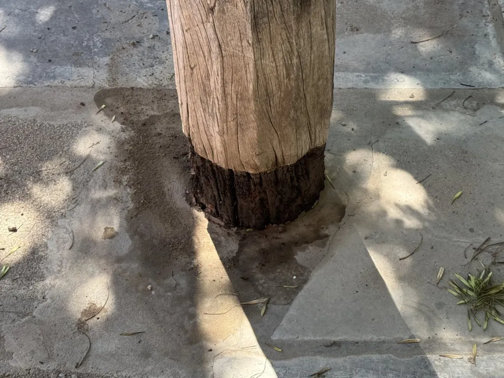 PALMERA TELÉGRAFO 1 (FILEminimizer)