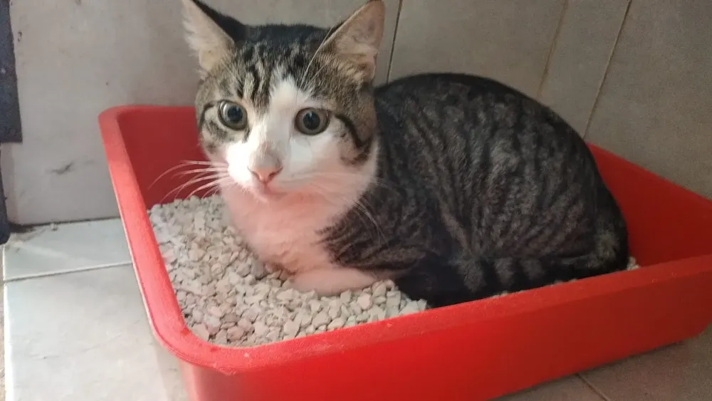 GATO CECILIA 3