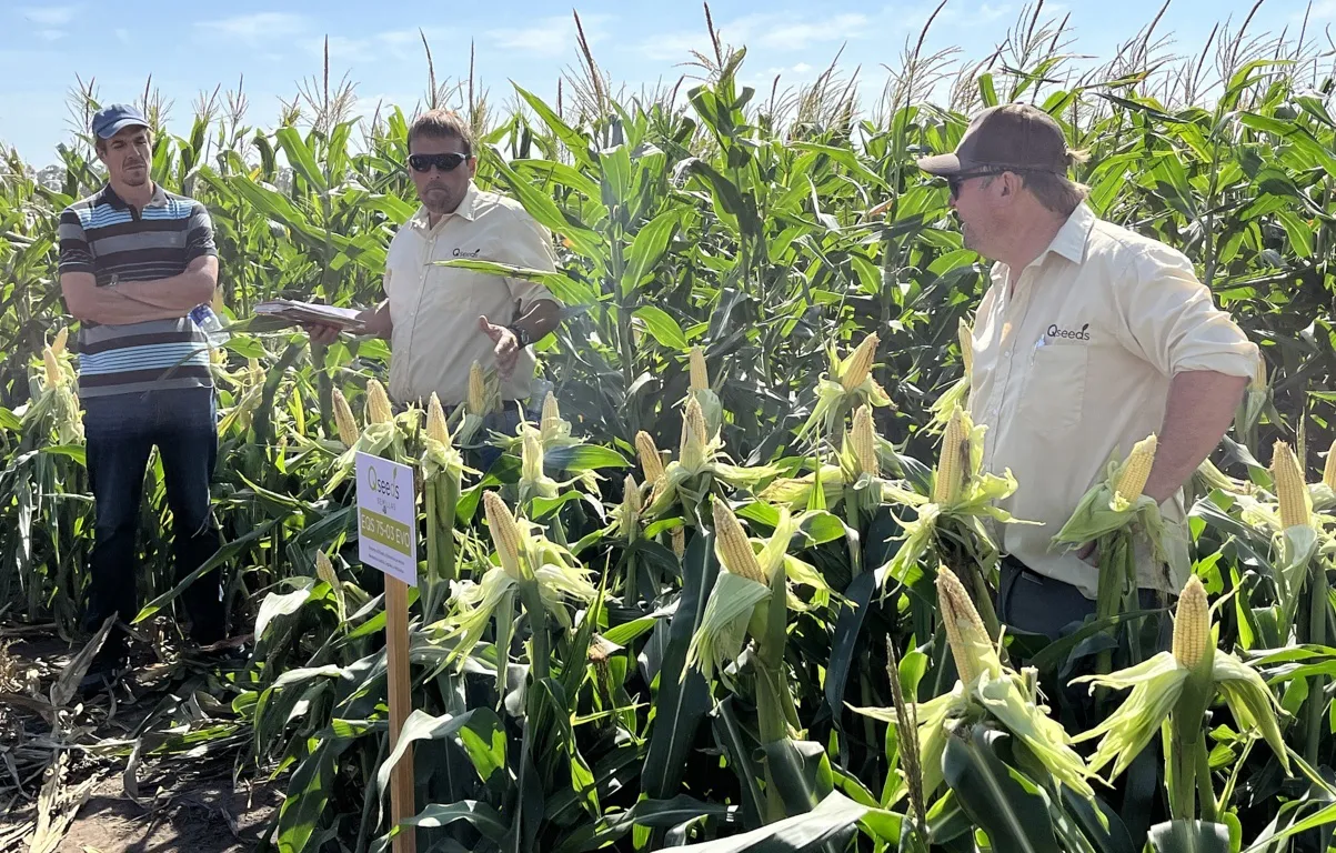 agronehuen 6 (FILEminimizer)