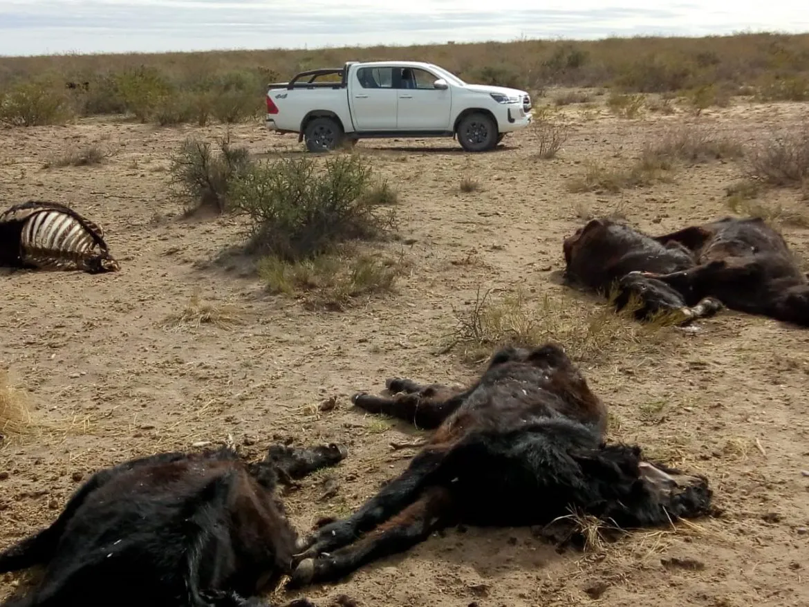 vacasmuertaslaadelalihuelcaleltextual2024-1-1170x878