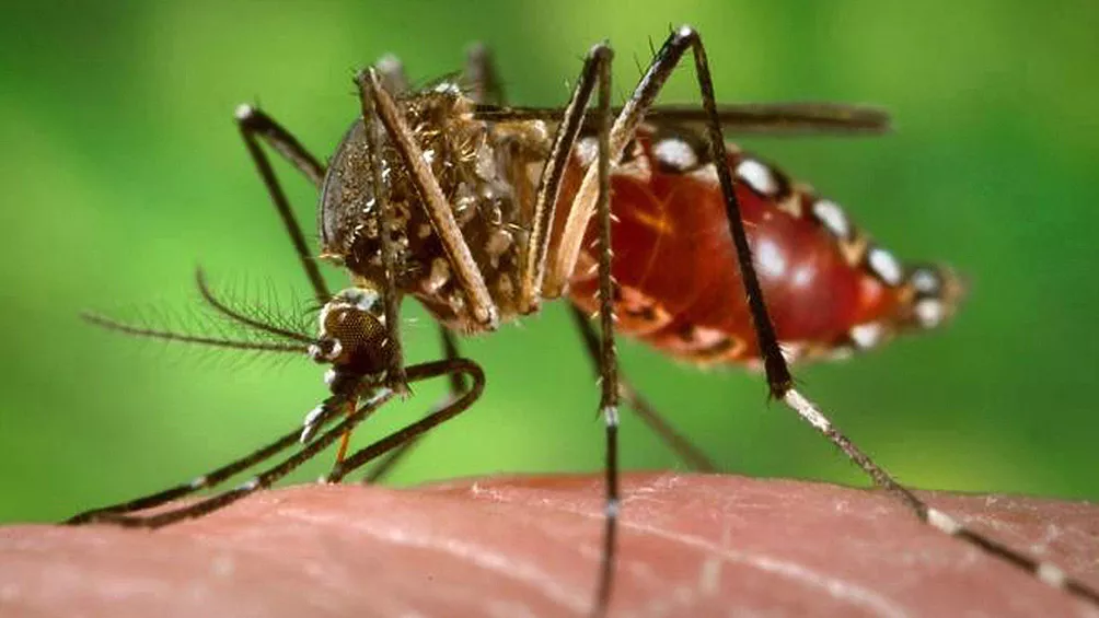DENGUE 1