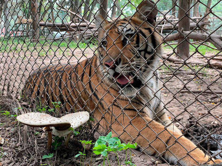zoo luján