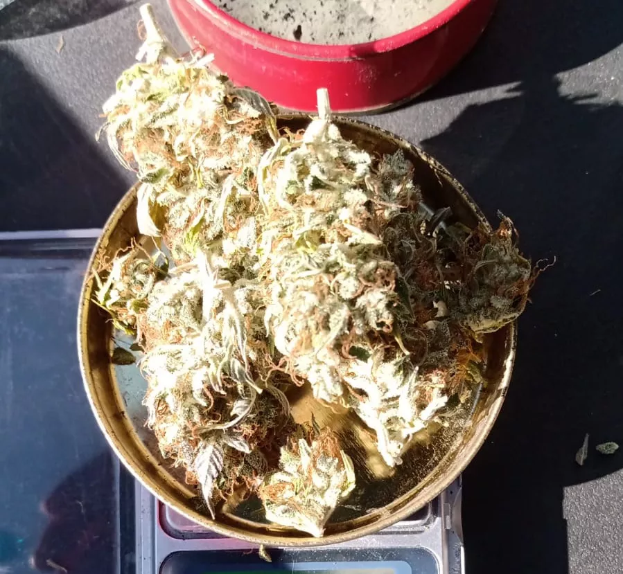 marihuana