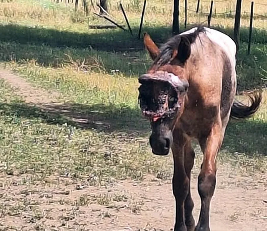 CABALLO LASTIMADO 1