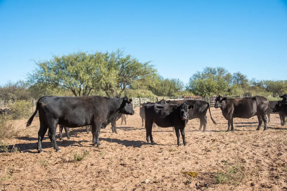 598759_whatsapp-image-2024-07-26-at-17.42.40--1-