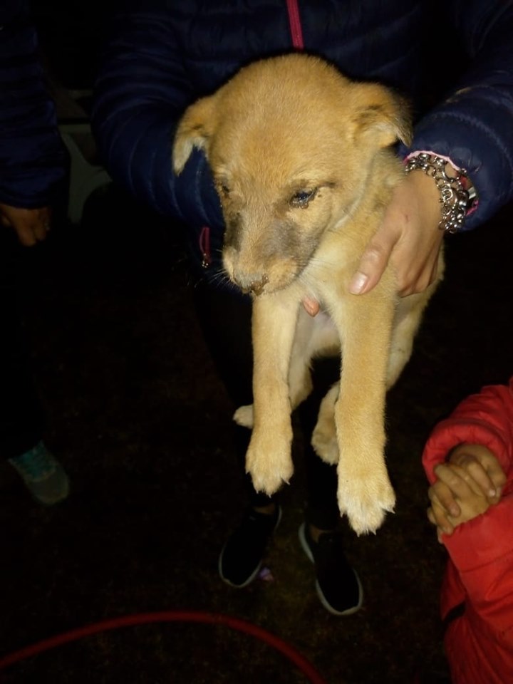 Rescate perro 1