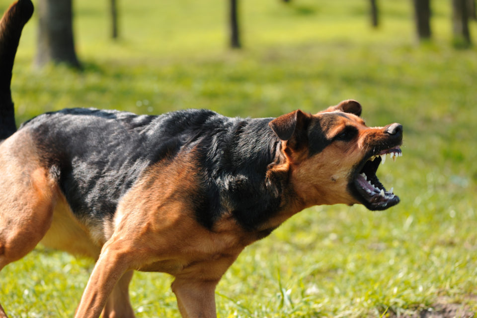 PERRO AGRESIVO