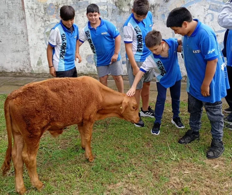 BERNI 7