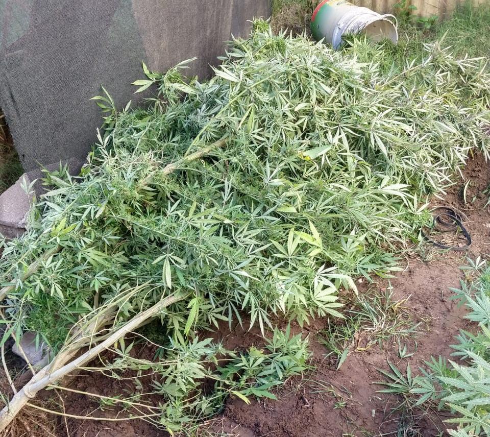 drogas marihuana 2