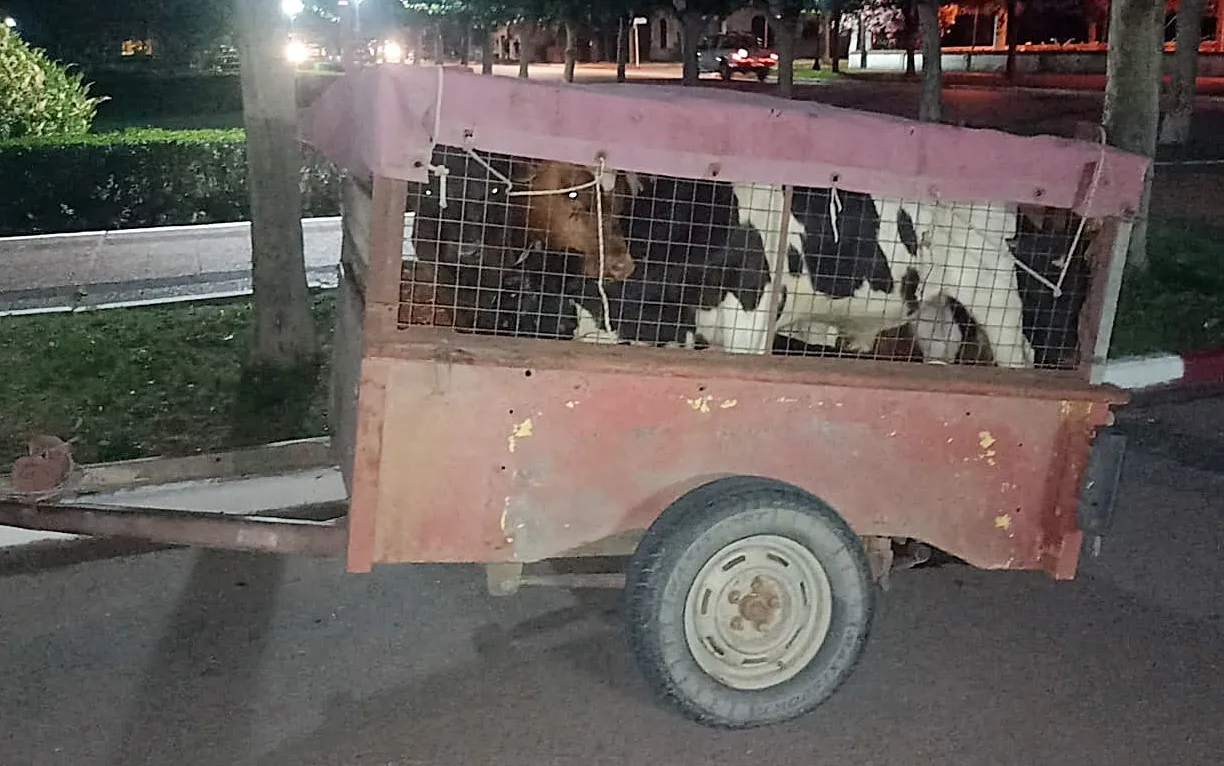 carro terneros (FILEminimizer)