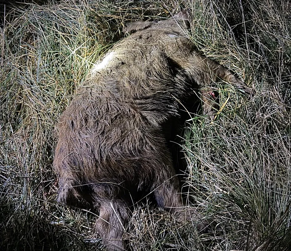 chancho van praet ruta 1