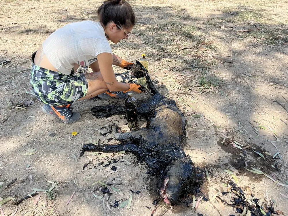 rescate perro 7 (FILEminimizer)