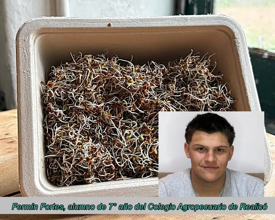 fermin fortes placa c