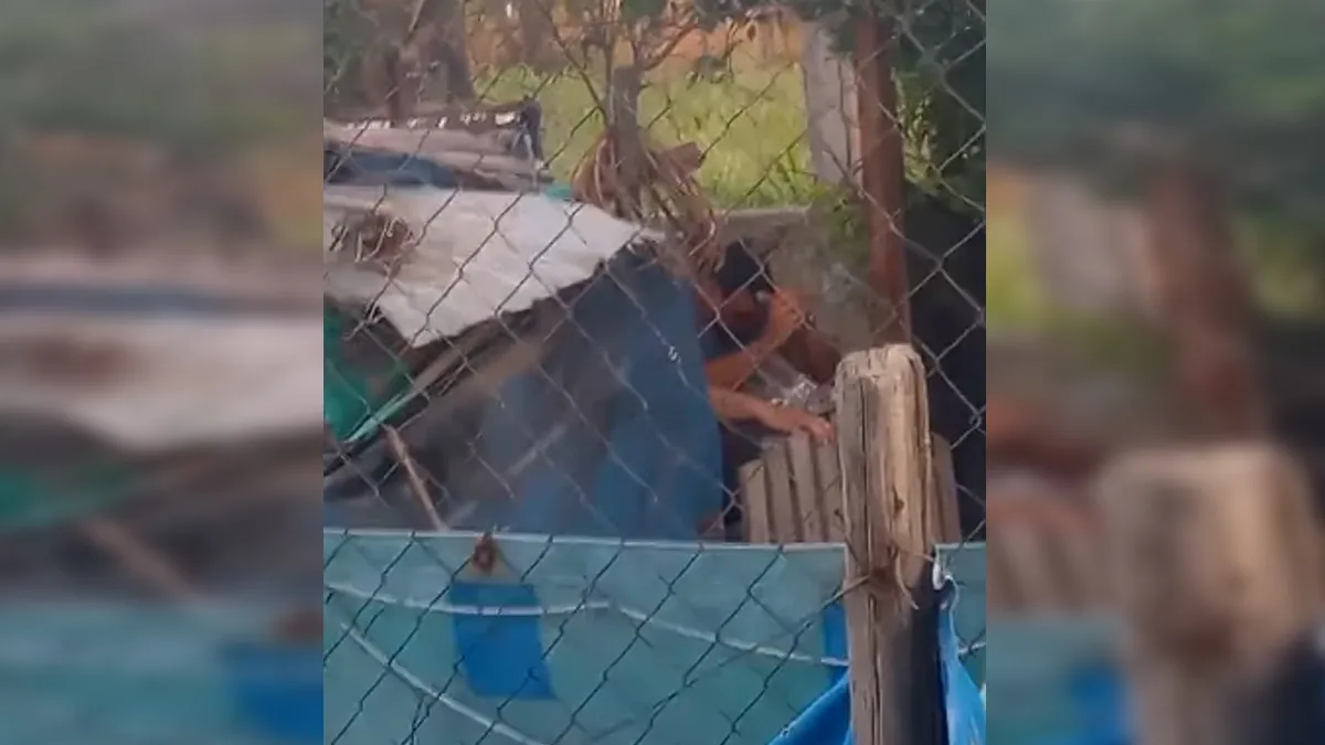 perrito