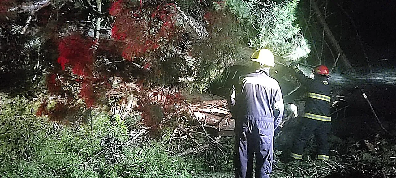 pinos acceso embajador 4