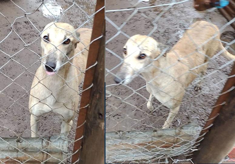 galga doble