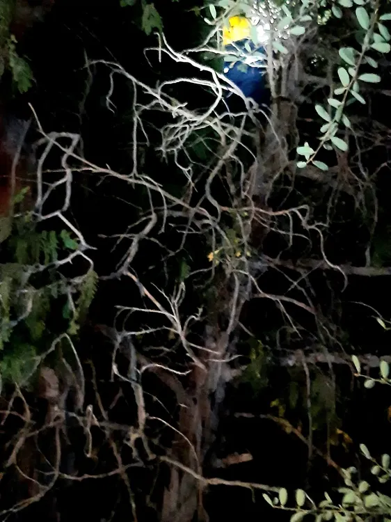 bomberos parera gato 2