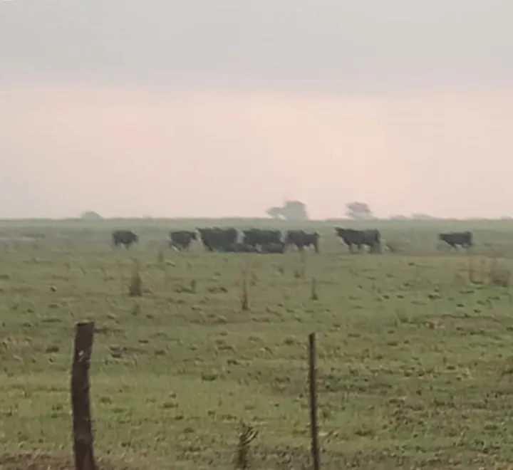 vacas muertas 1