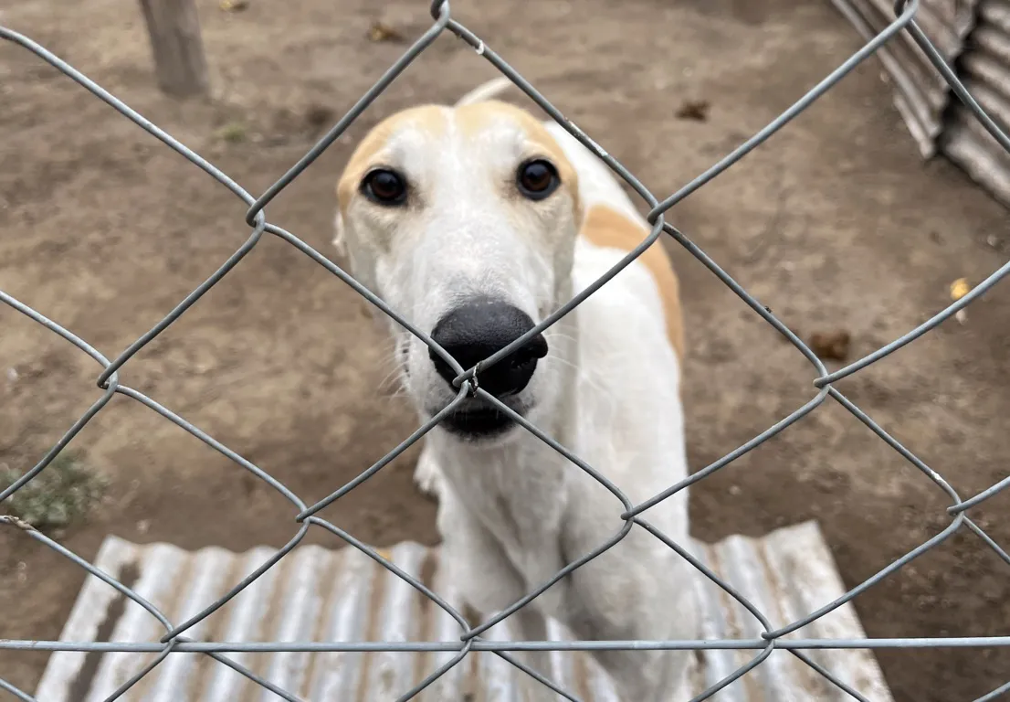 epet araa 3 (FILEminimizer)