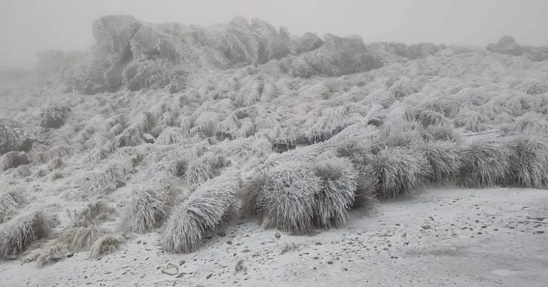 COMECHINGONES NEVADAS