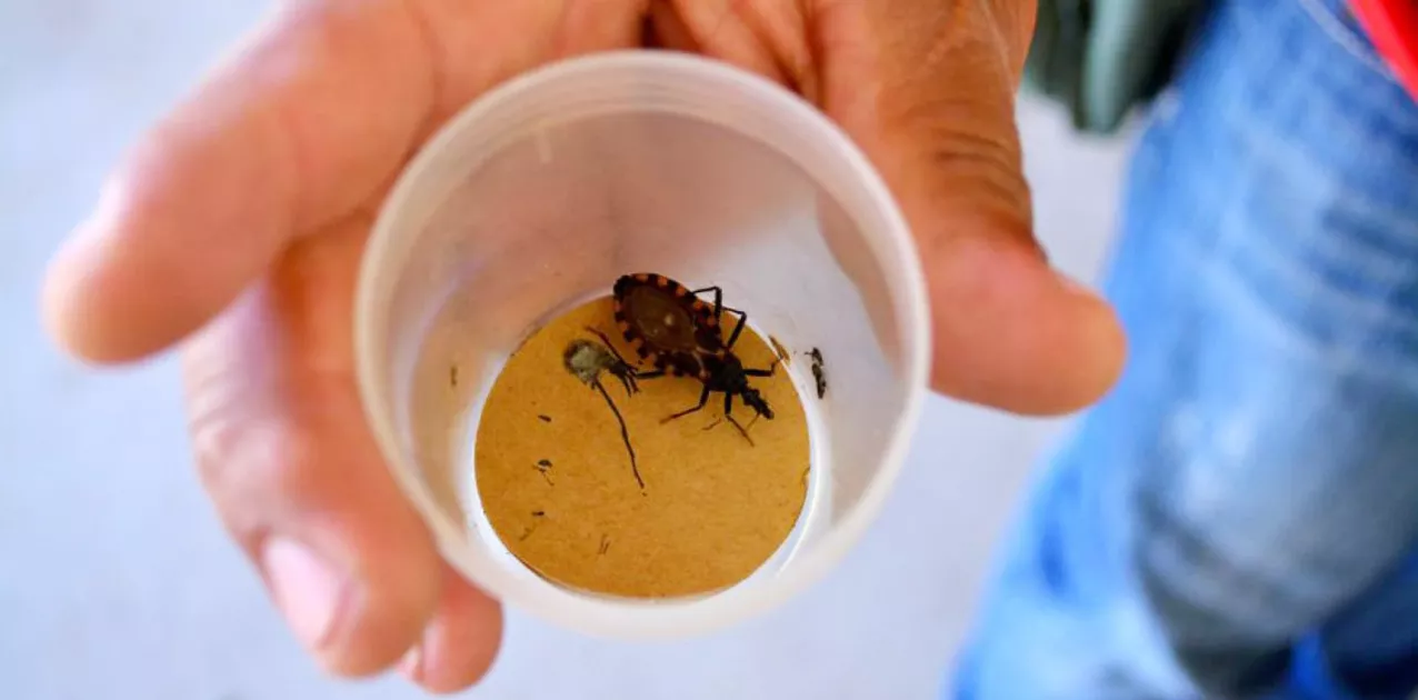 WEB-CHAGAS-vinchuca