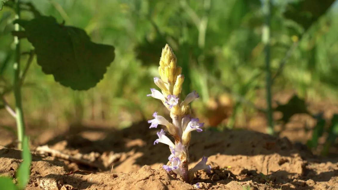 OROBANCHE CUMANA