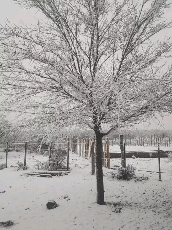 nevada2